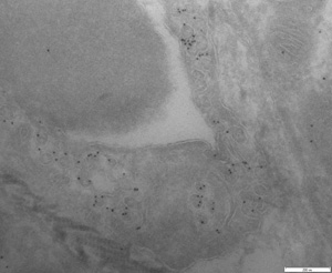 Endothelia in mouse muscle, immunolabeled for cavin1 using the Tokuyasu method.