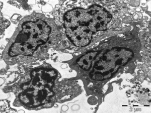 Haemocytes from the Akoya peal oyster, Pinctada imbricata.